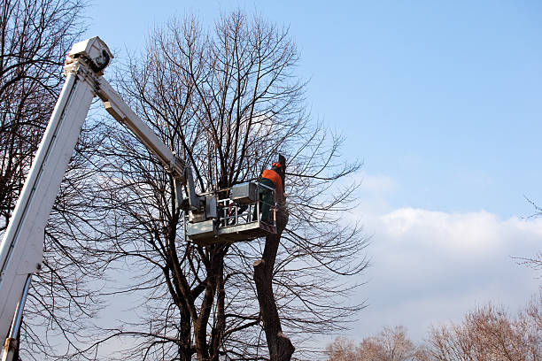 How Our Tree Care Process Works  in  Belville, NC